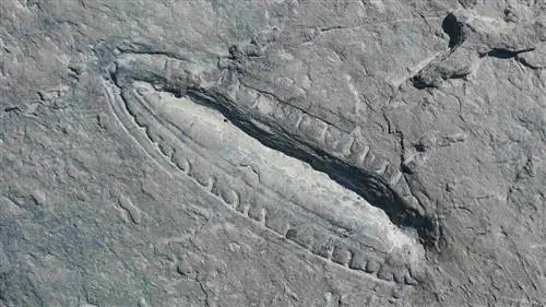 Самая старая еда в мире'раскрывает подробности о нашем предке, которому 575 миллионов лет