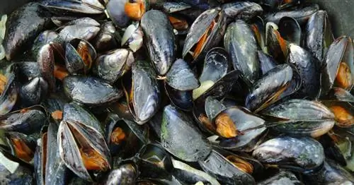 Тысячи мидий были найдены «приготовленными» до смерти на пляже в Новой Зеландии