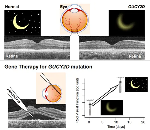 Ученые предполагают, что новый метод генной терапии улучшает ночное зрение у взрослых с врожденной слепотой