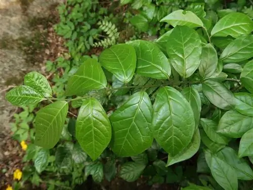 Умирающая звезда с таинственными кольцами дыма может существенно расширить звездные теории