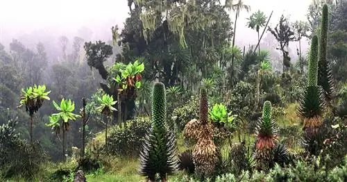 Можно ли повторно использовать энергию в экосистеме?