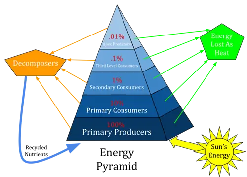 Энергетическая пирамида