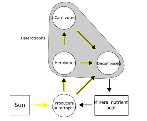 Питательный цикл