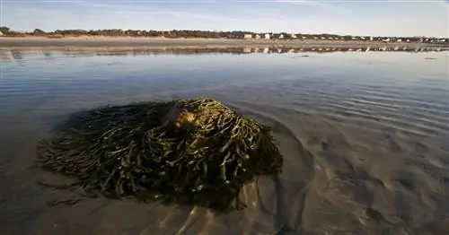 Морские водоросли - ключ к тканям, напечатанным на 3D-принтере