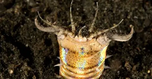 Ученые обнаружили окаменелость червя, который тащит и ловит свою жертву под землей