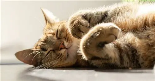 Делаем 'Cat Smile' На самом деле заставляет кошек любить вас, подтверждает исследование