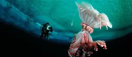 львиная грива медуза большой животный мир