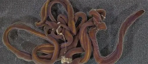 червь шнурок большой животный мир