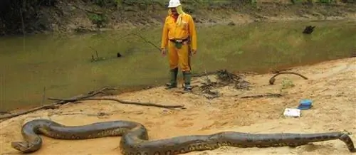 анаконда мир больших животных