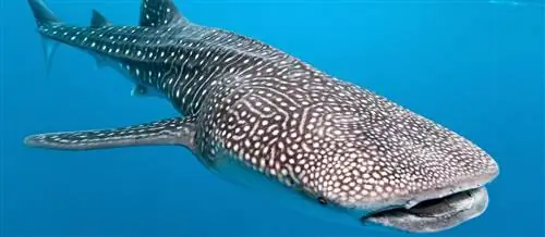 китовая акула большой животный мир