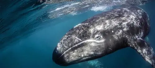 серый кит большой животный мир