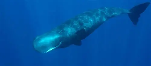 кашалот самые большие животные мира