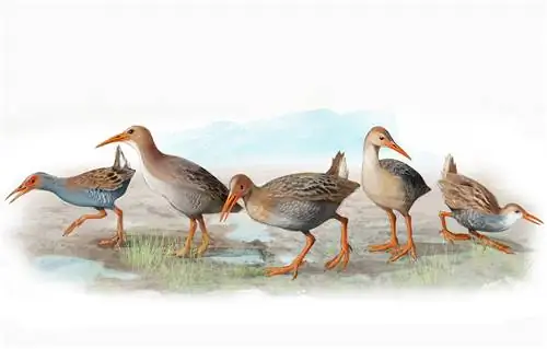 Дарвин Дарвин