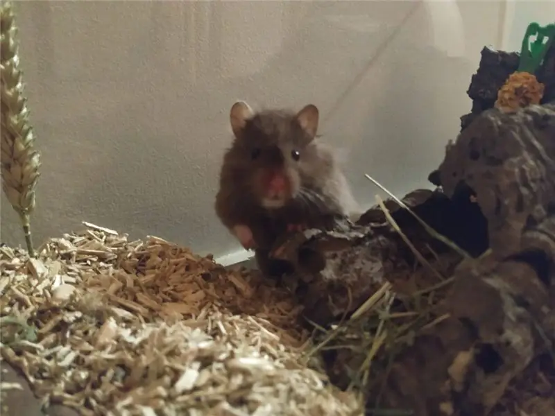 Хомяк отправляется в виртуальное путешествие