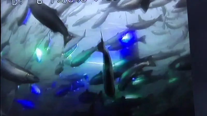 Погружные роботы охотятся на вшей с помощью лазеров