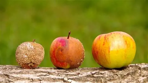 Яблоки Гнилые Здоровые Ss 1920 Raoccn