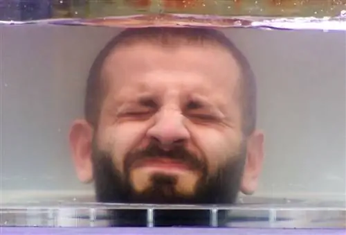 Венгерские музыкальные чарты: 93,5 миллиона просмотров на YouTube самого популярного исполнителя получили 79 прослушиваний на радио