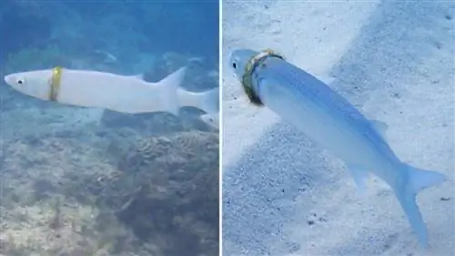 Рыба, плавающая с дорогим обручальным кольцом, была сфотографирована у австралийского острова