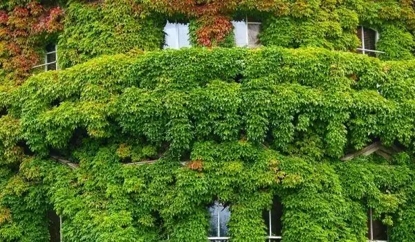 Плющ - волшебное растение, исполняющее желания