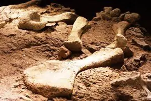 Они обнаружили самую старую опухоль в мире - это неандерталец