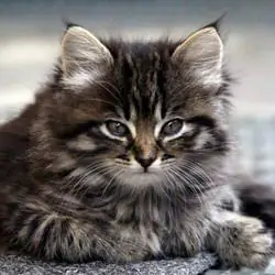 Суеверия о кошках