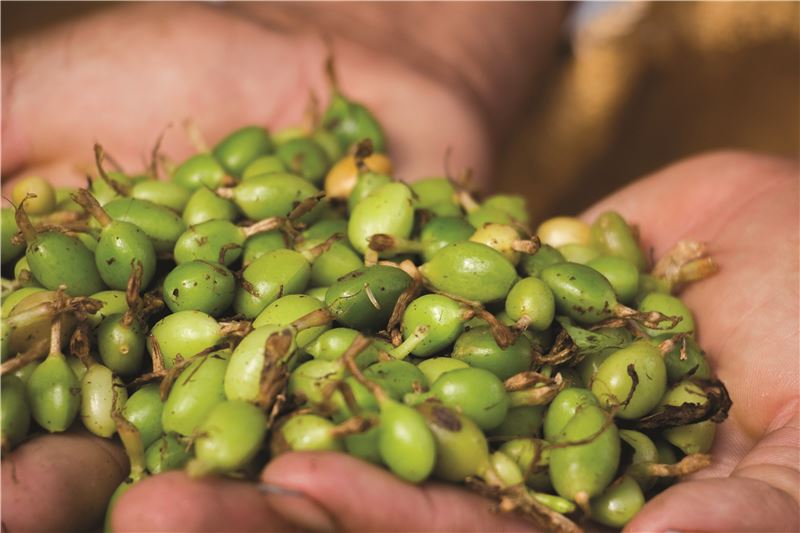 Фирменич убирает кардамон в Гватемале