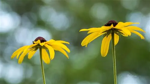 Мобильные понедельники: идентифицируйте своих объектов на iPhone с помощью визуального поиска