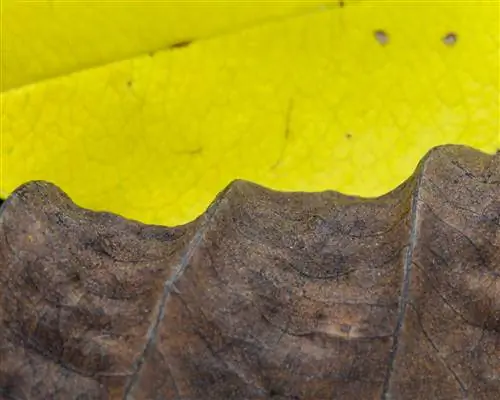 Желтый лист с высушенным макрофотом листьев