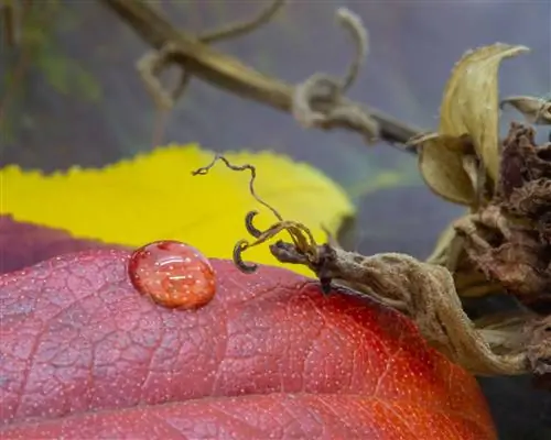 капля на осенний лист макро фото