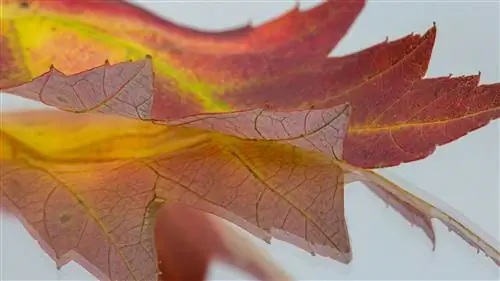 Фотографирование осенних листьев макрообъективом в помещении