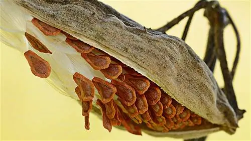 Макромир в осенних красках с Майком Моутсом