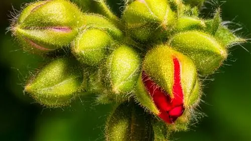 Обзор программного обеспечения: совмещение фокусов с помощью Helicon Focus