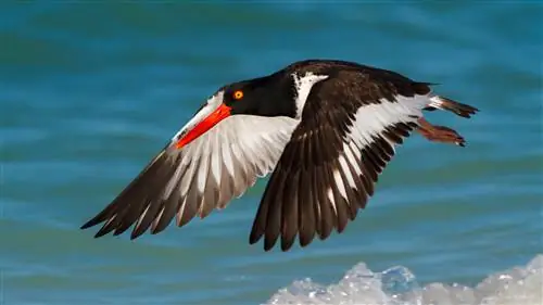 Понимание экспозиции: настройка выдержки