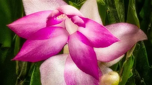 Совмещение фокусов для достижения большей глубины резкости, часть вторая