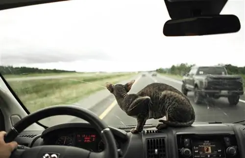 Приборная панель Cat в фургоне для путешествий