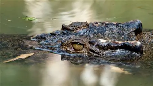 Собираешься охотиться на крокодилов?