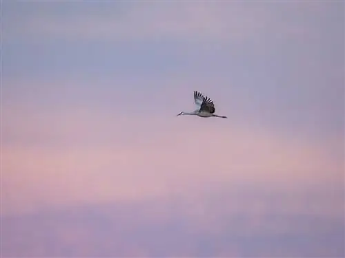 Сандхиллский журавль в полете