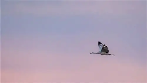 Как легко сделать маску в Adobe Camera Raw