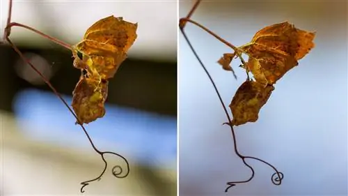 Фон имеет значение на ваших фотографиях