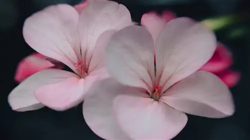 Наслаждайтесь прекрасными бутонами весны