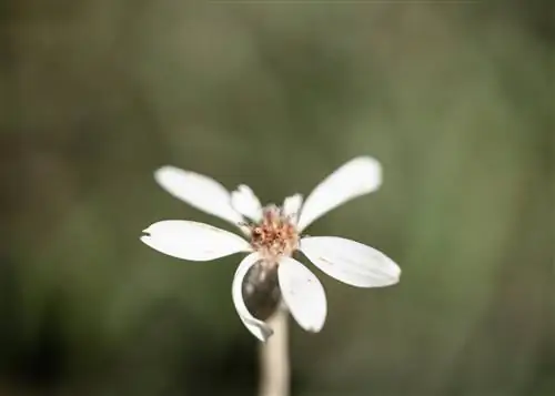 Sony 90 мм Макро f/2,8