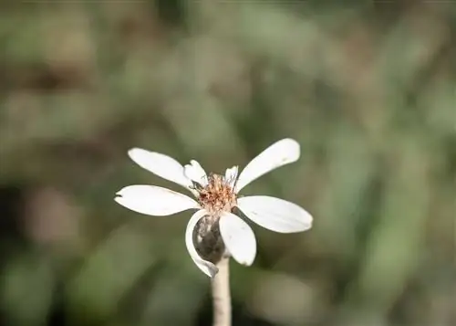 Sony 90 мм Макро f/5.0