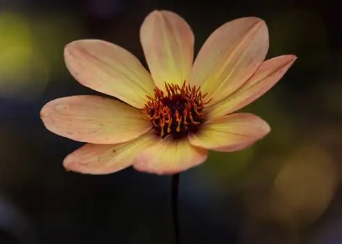 Избегайте дрожания камеры - попробуйте более высокую выдержку