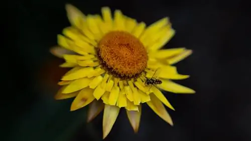 Смерть, налоги и макросъемка