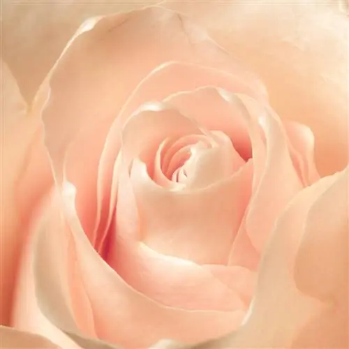 Как использовать вспышку для макросъемки