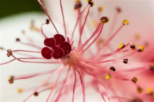 Удлинительные трубки: доступное введение в макросъемку