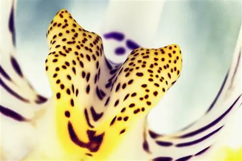 Основы макросъемки с обратным кольцом