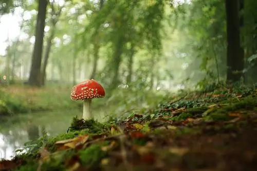 30 крутых ссылок на фотографии, которыми можно насладиться за утренним кофе