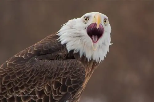 С помощью этих советов легко запечатлеть поведение животных на своих фотографиях