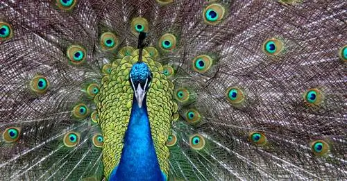 31 красивая ссылка на фотографии, которая вас порадует